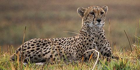 6-Day Remarkable South Luangwa National Park Safari