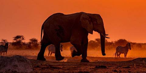 4-Day Best of Victoria Falls & Hwange National Park