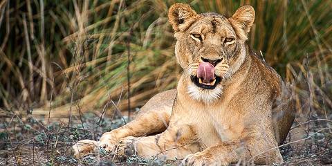 5-Day Chobe & Victoria Falls Combo Safari