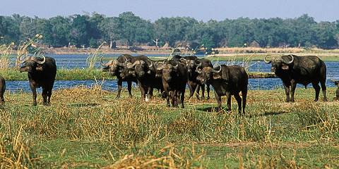 Best of Lower Zambezi at Royal Zambezi Lodge