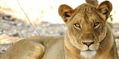 4-Day South Luangwa Adventure