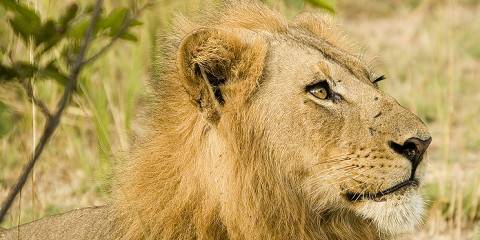 9-Day Best Parks of Zambia