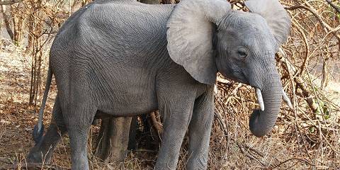 Highlights of Zambia - Lodge Tour