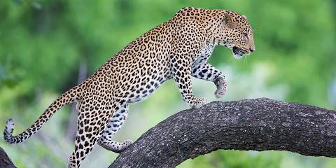 Marula Safari - Lower Zambezi