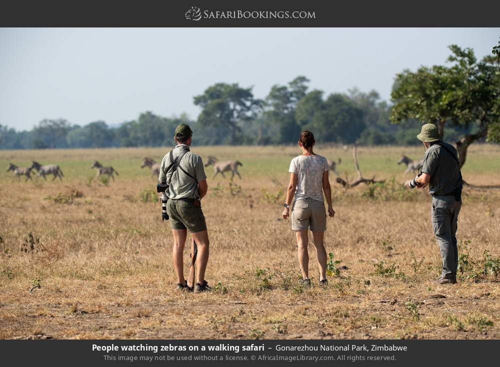 People watching zebras on a walking safari in Gonarezhou NP in Gonarezhou National Park, Zimbabwe