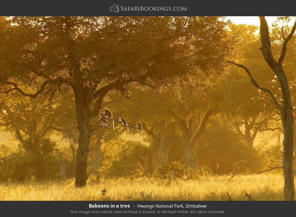 Baboons in a tree in Hwange National Park, Zimbabwe