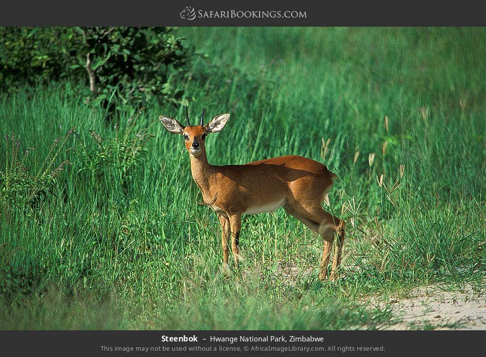 Steenbok in Hwange National Park, Zimbabwe