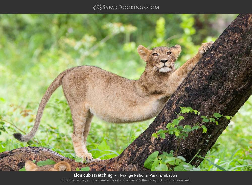Lion cub stretching in Hwange National Park, Zimbabwe