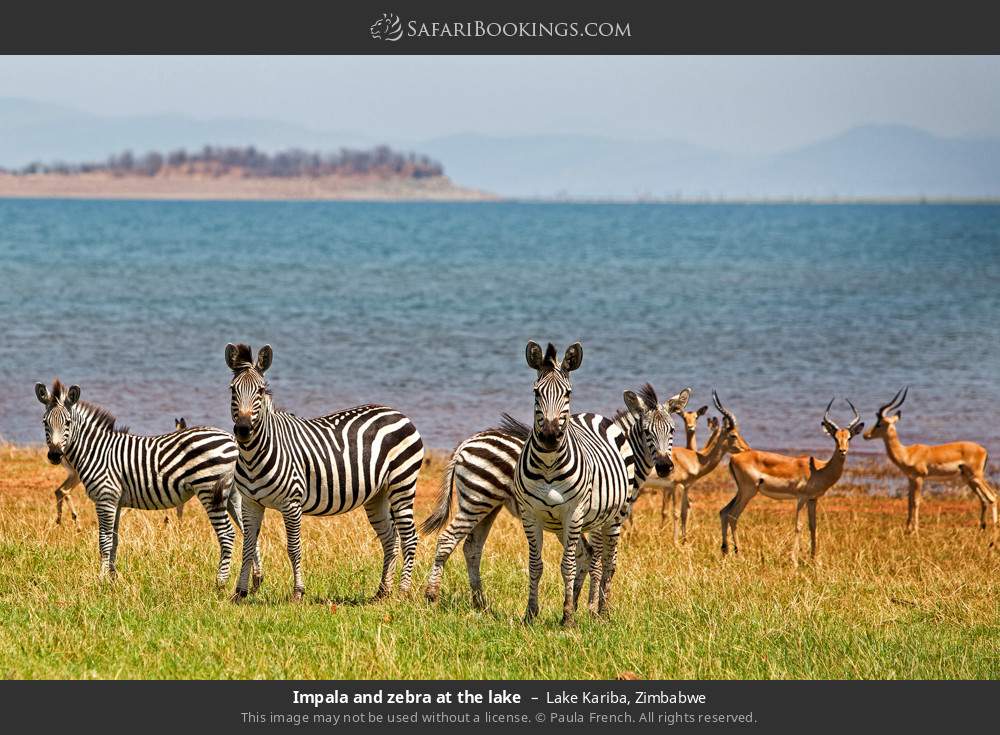 Impalas and zebras at the lake in Lake Kariba, Zimbabwe
