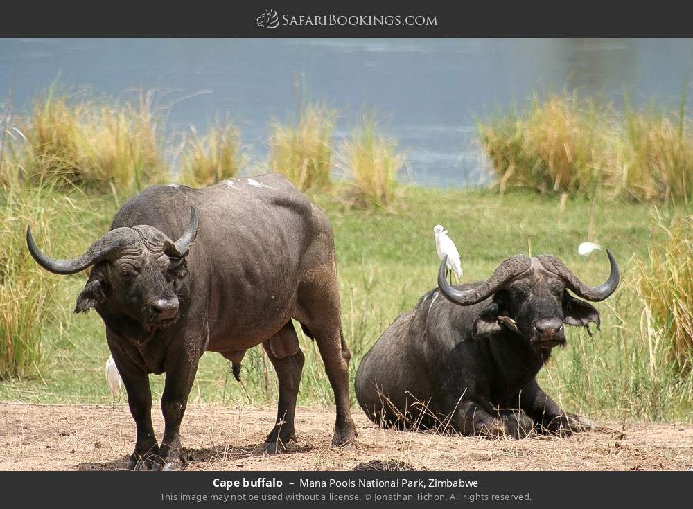 Cape buffalo in Mana Pools National Park, Zimbabwe