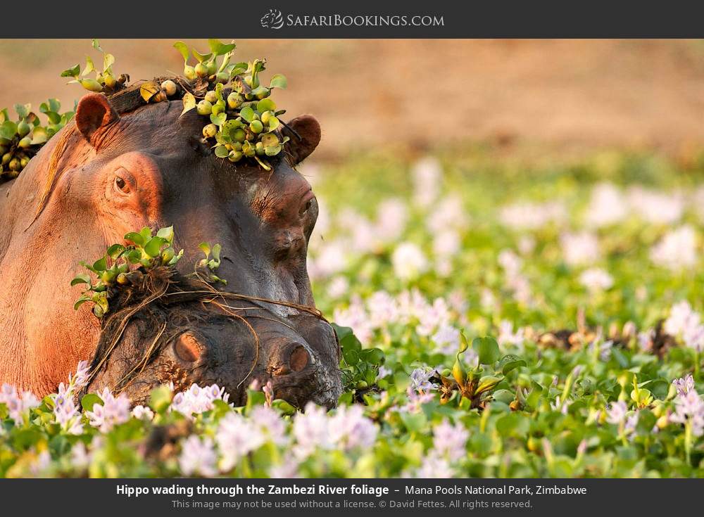 Hippo wading through the Zambezi River foliage in Mana Pools National Park, Zimbabwe