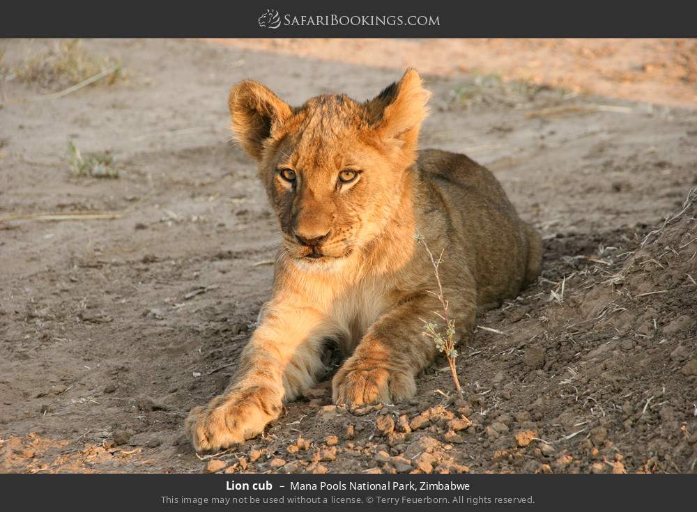 Lion cub in Mana Pools National Park, Zimbabwe