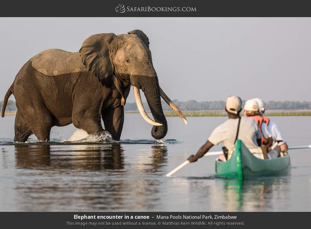 Elephant encounter in a canoe in Mana Pools NP in Mana Pools National Park, Zimbabwe