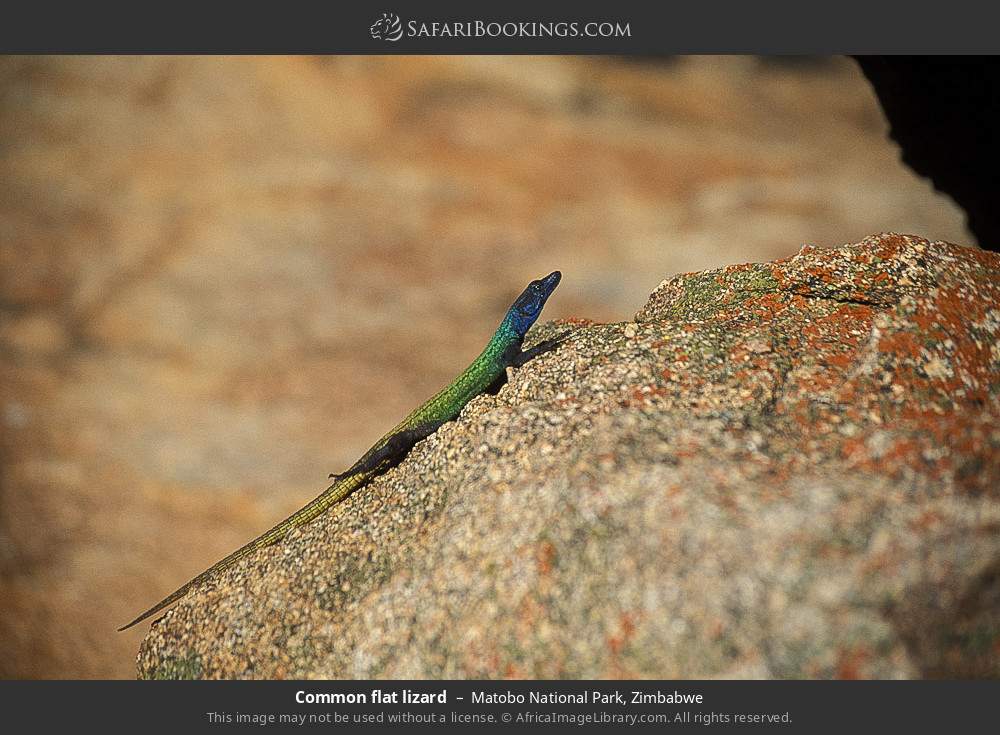 Common flat lizard in Matobo National Park, Zimbabwe