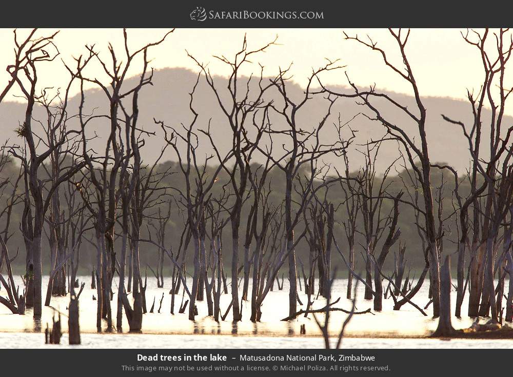 Dead trees in Lake Kariba in Matusadona National Park, Zimbabwe