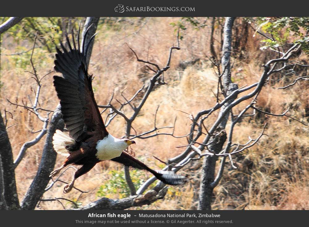 African fish eagle in Matusadona National Park, Zimbabwe