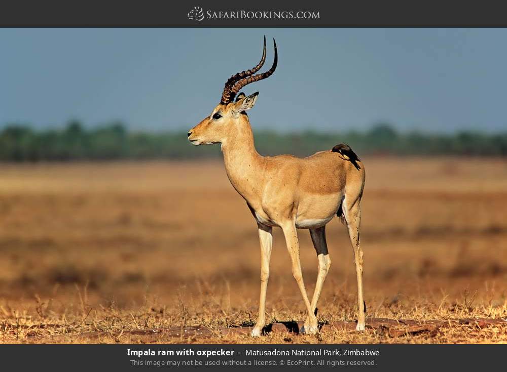 Impala ram with oxpecker in Matusadona National Park, Zimbabwe