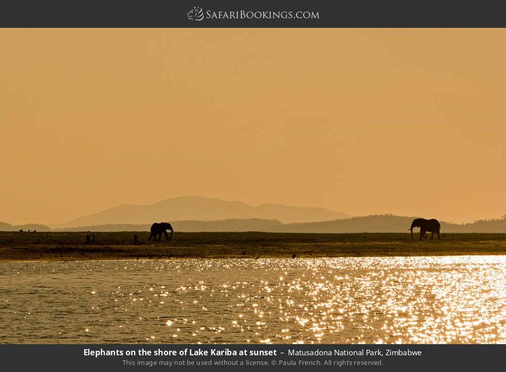 Elephants on the shore of Lake Kariba at sunset in Matusadona National Park, Zimbabwe