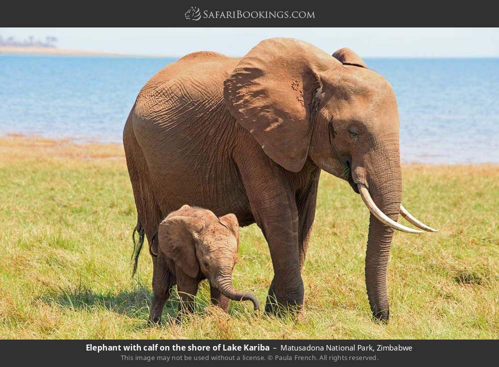 Elephant with calf on the shore of Lake Kariba in Matusadona National Park, Zimbabwe