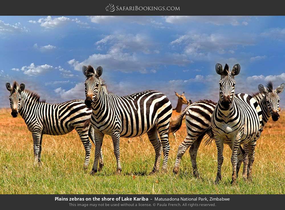 Plains zebras on the shore of Lake Kariba in Matusadona National Park, Zimbabwe