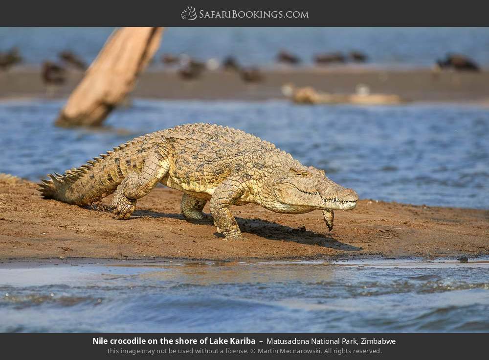 Nile crocodile on the shore of Lake Kariba in Matusadona National Park, Zimbabwe