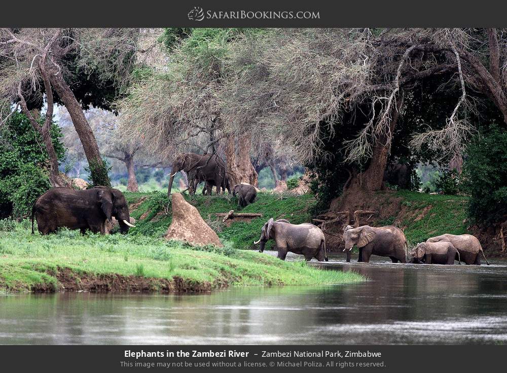 Elephants in the Zambezi River in Zambezi National Park, Zimbabwe