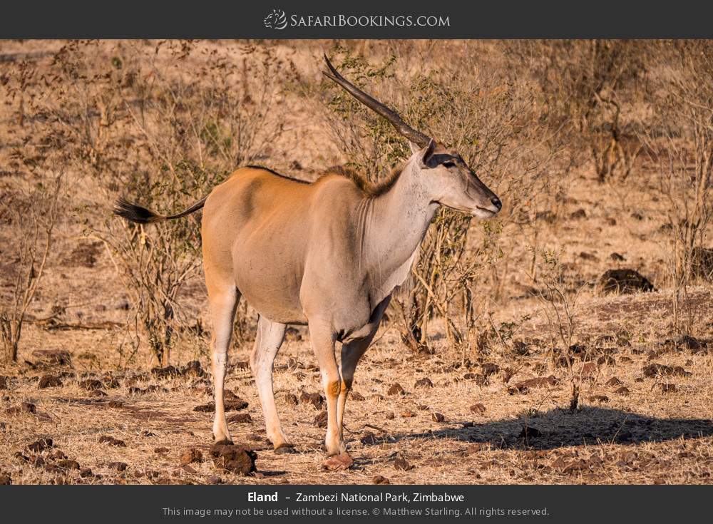 Eland in Zambezi National Park, Zimbabwe