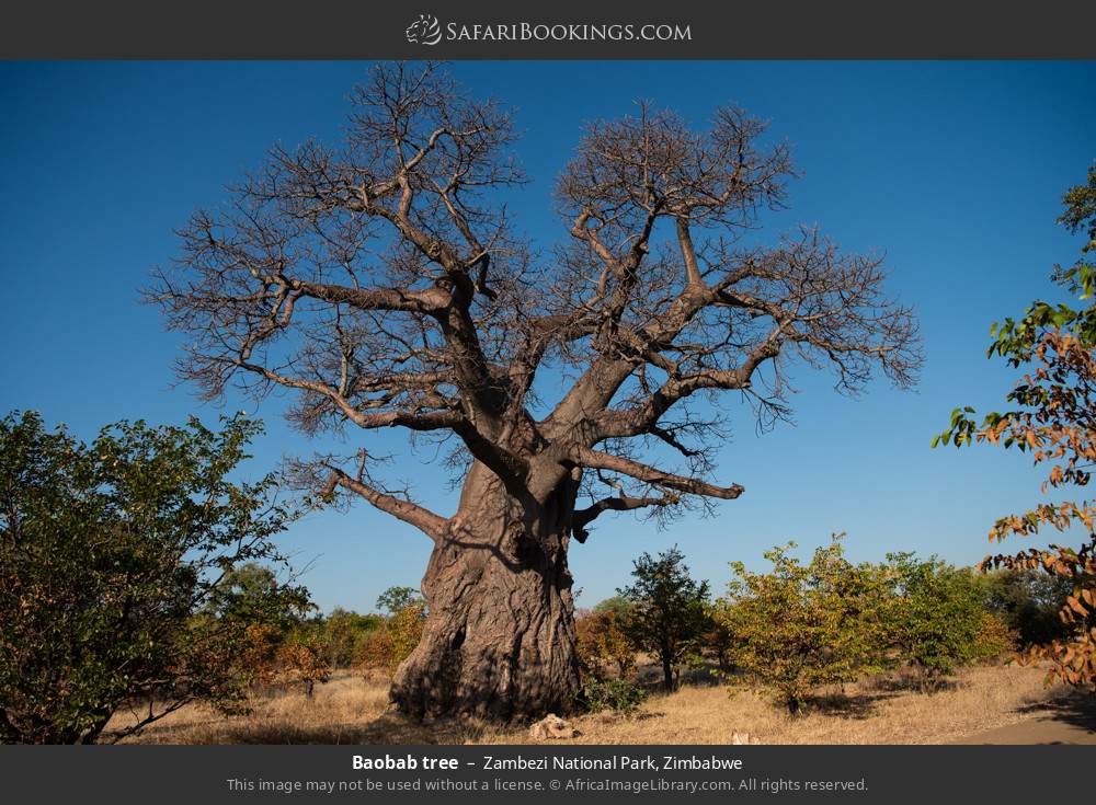 Baobab tree in Zambezi National Park, Zimbabwe