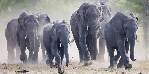 4-Day Victoria Falls and a Full-Day in Zambezi Nat-Park