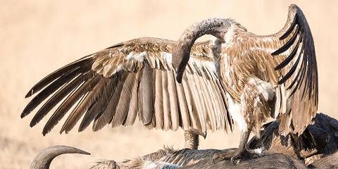11-Day South Luangwa, Lower Zambezi, Livingstone & Hwange
