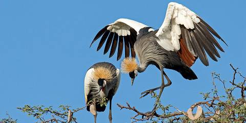 3-Day Hwange Safari Package