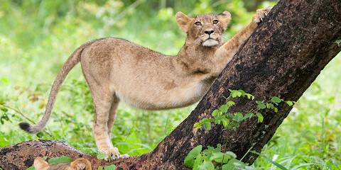 1-Day Guided Tour to Hwange National Park