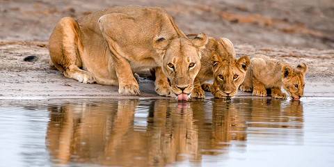 Hwange Safari & Victoria Falls Luxury Escape