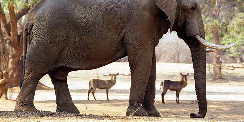 5-Day Hwange Wild Elegance - Luxury Safari Escape