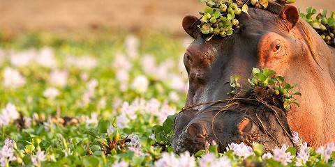 4-Day The Victoria Falls Mid-Range Travel