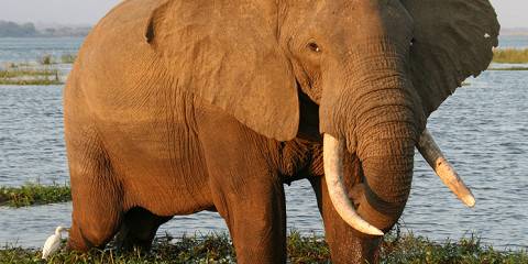 7-Day Classic Zimbabwe Safari - Hwange & Mana Pools