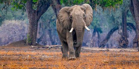 Victoria Falls, Hwange & Mana Pools Fly-in Safari