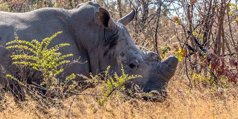 7-Day Best of Around Zimbabwe Scenic & Safari Expedition