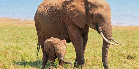 Victoria Falls & Chobe Safari at Phezulu Lodge