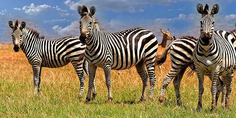 ½-Day Dry Safari Game Drive for Small Groups Zambezi NP