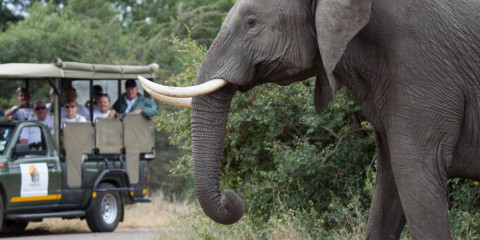 4-Day Midrange Tour to Kruger Timbavati Safari Lodge