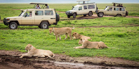 6-Day Calving Experience Safari ( December to March)