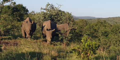 7-Day Kruger Park, Hluhluwe & St Lucia Safari