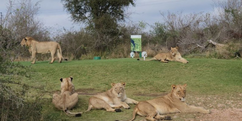 8-Day Ultimate Fairways & Safari Journey