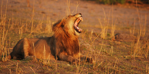 10-Day Call of the Wild - a Botswana Mobile Expedition