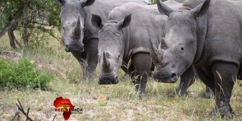 3-Day Stay Inside Kruger Safari Tour