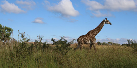 6-Day Classic Drive Safari Eastern Rift Valley Comfort