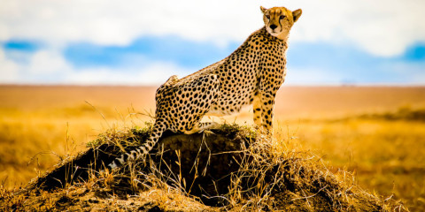 7-Day Wildlife Wonders Comfort Safari