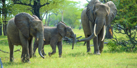 9-Day Flexible Migration Roundtrip Safari Tented