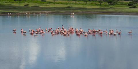 6-Day Fly-out Safari Through the Serengeti Tented